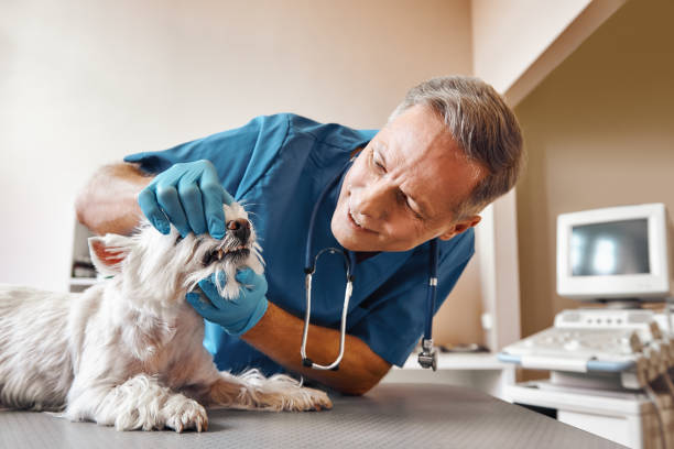 Best Tooth Infection Emergency Dentist  in Grantsburg, WI